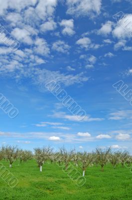 orchard in springtime