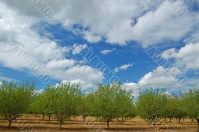 orchard in springtime