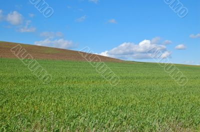 springtime field