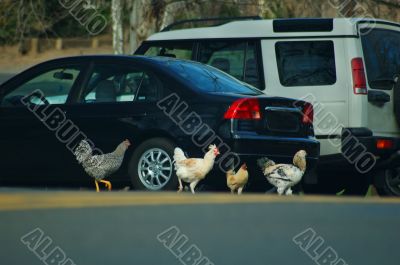 Why did the chickens cross the road?