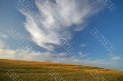 agricultural landscape