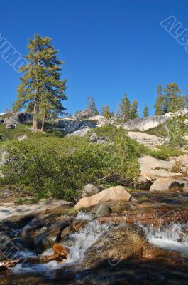 Mountain forest in spring