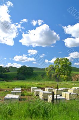 beehives