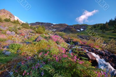 Mountain meadow