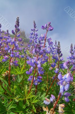 Lupine