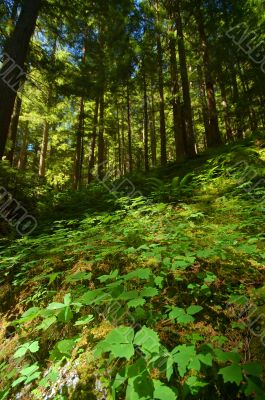verdant Pacific Northwest forest