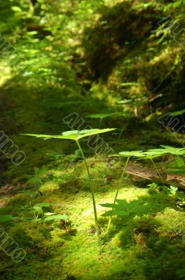 Light in the forest