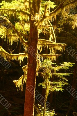Light in the forest