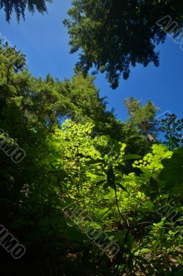 verdant Pacific Northwest forest