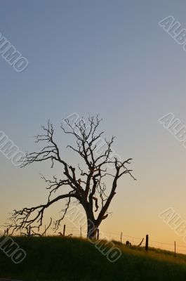 spooky tree