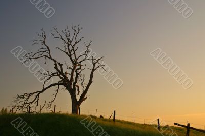 spooky tree