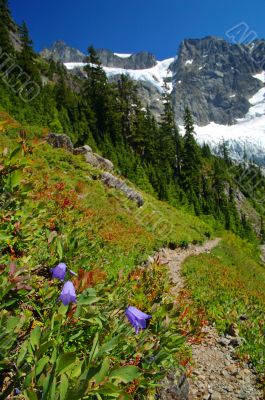 Mountain Meadow