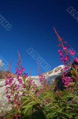 Flowers and a glacier