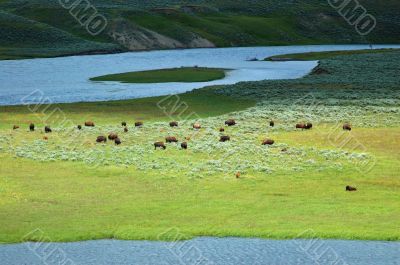 Yellowstone Bison
