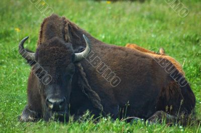 Yellowstone Bison