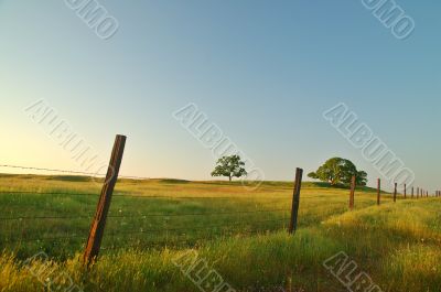 summer field