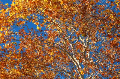 Autumn Foliage