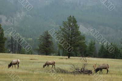 Grazing Elk