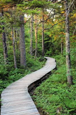 Forest Path