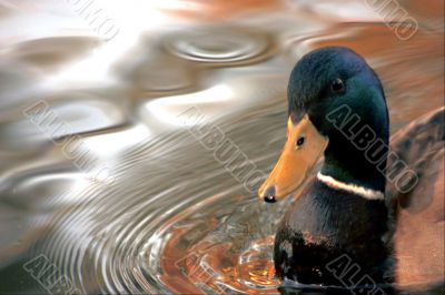 Mallard Duck
