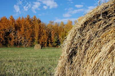 Hay Field