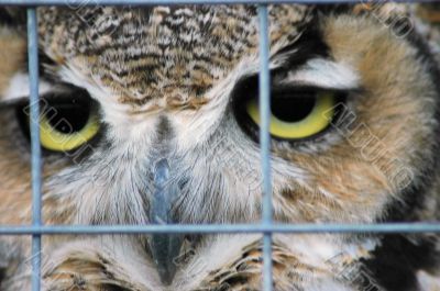 Owl eyes