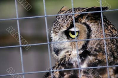 Owl Portait