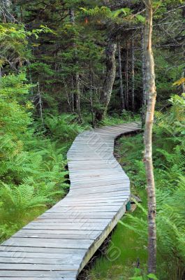 Forest path