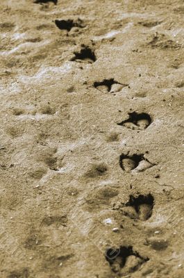 Duck Prints