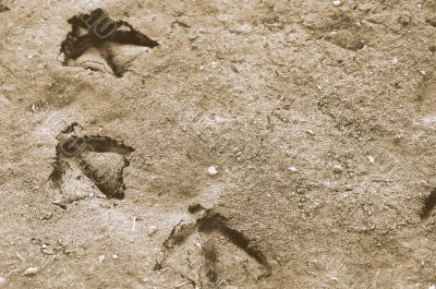 Duck Prints