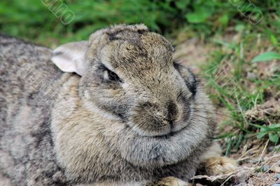 Snowshoe hare