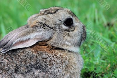 Snowshoe hare