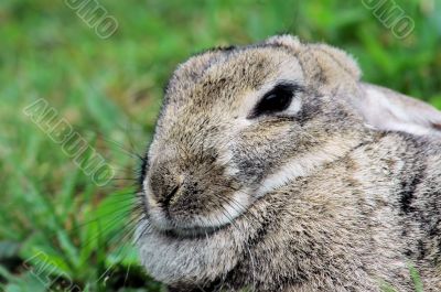 Snowshoe hare