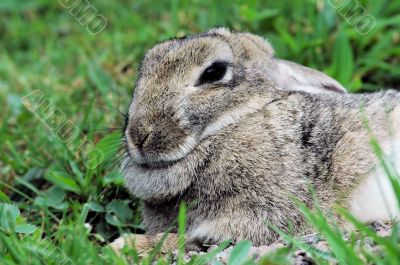 Snowshoe hare