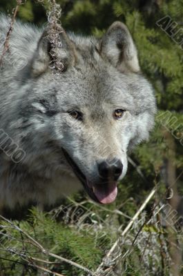 Wolf Face