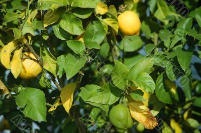 lemon