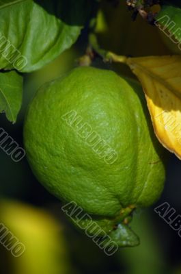 green fresh lemon
