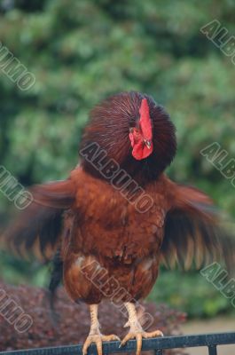 getting cocky