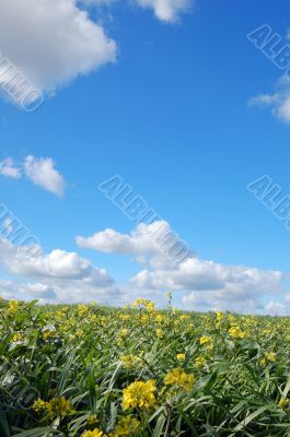 springtime meadow