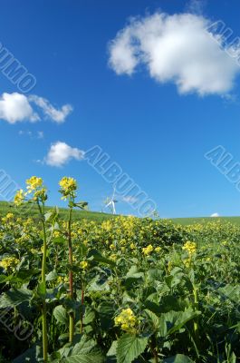 country field