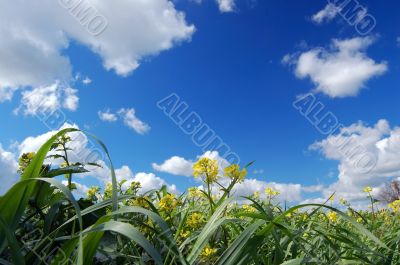 country field