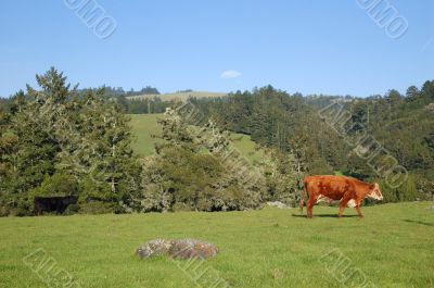 cows in a field