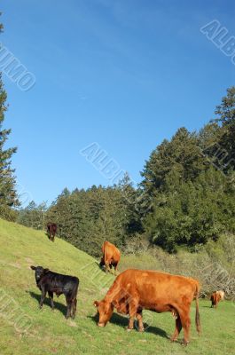 cows in a field