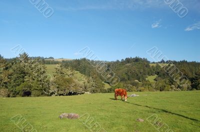 cows in a field