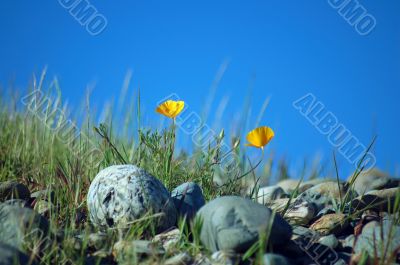California Poppies
