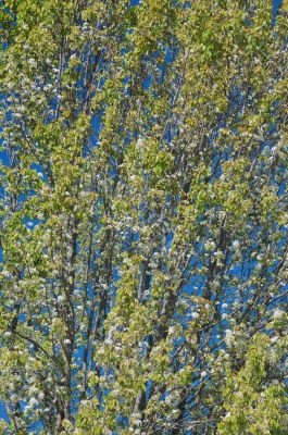 spring is here