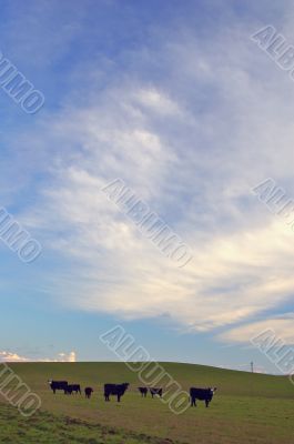 spring countryside