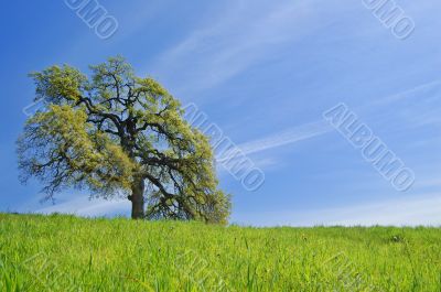 Oak Tree in spring