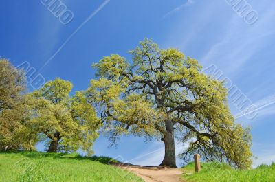 Oak Trees in spring