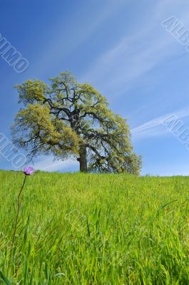 Oak Tree in spring